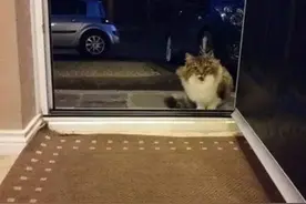 家门口来了只流浪猫，一直想进门，原来是有原因的图片