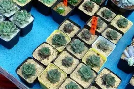 生活不止眼前的苟且，还有肉肉和萌宠图片