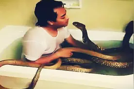 胆识过人，男子与一条眼镜蛇洗澡亲吻，另一条蛇醋意大发！图片