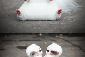 俄罗斯艺术家制作的毛绒玩具 可以 这很战斗民族图片