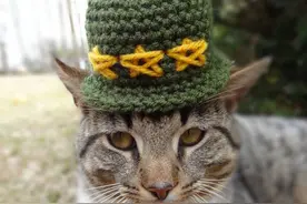 猫奴们注意!施打疫苗前必备知识~图片