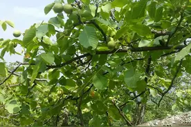 看看，这种核桃你没有吃过甚至没见过图片