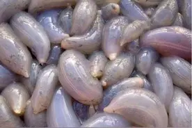 海边成堆出现番薯状的软体生物，老渔民：这可是人间美食图片