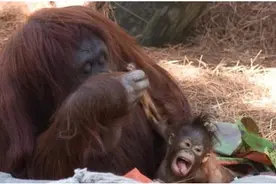红毛猩猩幼崽误伤手指还崴脚，对着母猩猩无限撒娇图片