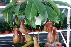 猪笼草的生物学特征及其栽培技术图片