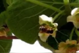 猕猴桃花期管理、坐果管理技术图片