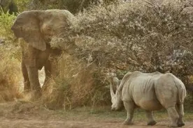 懦弱的犀牛妈妈看到犀牛被大象欺负无动于衷，独自带着小犀牛离开图片