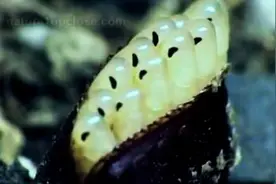 实拍蟑螂产卵孵化全程 难怪小强总是灭不绝！