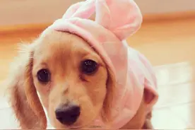 你知道吗？腊肠狗也可以像金毛一样温顺可爱图片