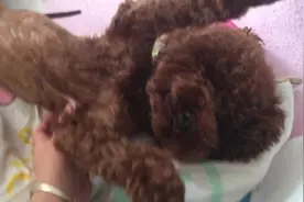 呆萌泰迪太爱主人挠痒痒了，结果睡着以后，这姿势也太搞笑了吧图片