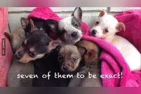 小孩离开后狗妈难过到不吃不喝，当它们相聚时请注意狗妈妈的眼神图片