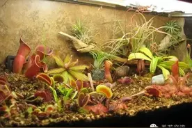 食虫草植物真的可以捕虫么，你那里可以养么？图片