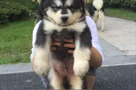 我家阿拉斯加老是一副凶相，真以为自己是豺狼虎豹呢？图片