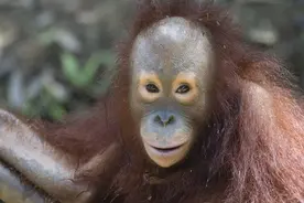 红毛猩猩从小与狗生活，以为自己是狗狗图片