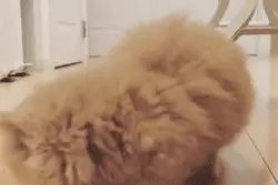 总见女人们吃完饭后会按按肚子，它居然也会，果然是同一种生物？图片