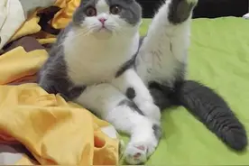 这只喵星人做瑜伽的姿势太牛了，一看就不是正经猫图片