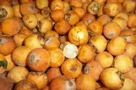 爱紫金鼠？那就更得给它最好的图片