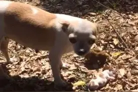 母狗亲手刨坑，流着泪埋掉自己死去的孩子，太心酸图片