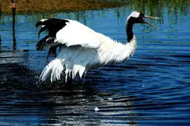 大自然的“舞者”：丹顶鹤图片