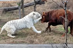 百兽之王老虎大战黄牛，老虎战败后竟然落荒而逃！图片