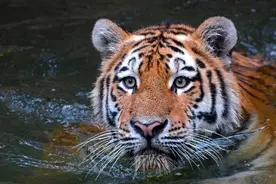 ​老虎围攻捕杀牦牛，因牦牛太重到嘴的猎物被饲养员抢走。图片