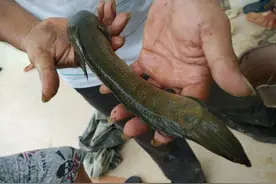 在广西钓获这种鱼，被当做美丽的精灵图片