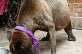 邻家狗狗肚子胀鼓鼓，检查结果惹人心疼图片