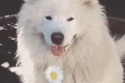 火遍大江南北的汪星人名号，你家狗狗上榜了吗？图片