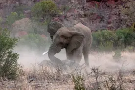 残忍！眼睁睁看着妈妈被公象踩死，小犀牛只能默默流泪！图片