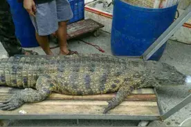 划船出河带回大鳄鱼，新一代老人与河的故事图片