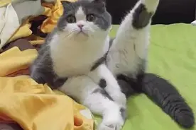 主人回家时，喵都这样跟他打招呼图片