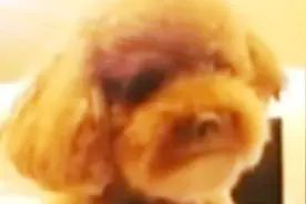 小泰迪和妈妈视频，被叫烦了学个狼叫，吓死宝宝了图片