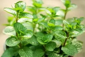 别以为薄荷只能泡水，用好了就是一味良药！
