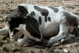 浅谈牛流行热情况与防治图片
