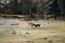 残忍！羚羊内脏遭鬣狗扯出后，居然又被鳄鱼和狮子蹂躏！图片