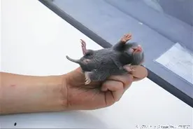 农村有种很小的动物 ，居然能替代虎骨，为捉它三五个老爷们出动图片