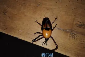 农村竹林一宝！听说油炸笋子虫很好吃！可我只想看它互殴打架！图片