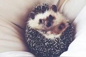 一只陪主人环游世界的小刺猬，绝对是这世界上最幸福的刺猬！图片