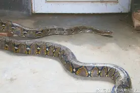 小区附近盘踞蟒蛇怎么办？图片