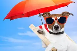 [科学养狗] 夏季遛狗注意犬掌灼伤图片