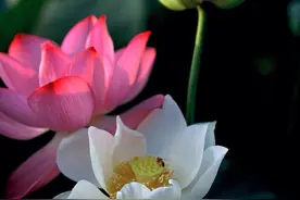 江南可采莲  莲叶何田田图片