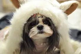 狗狗饮食要节制 宠物狗吃太多反而有害图片