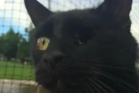 萌宠搞笑图第472：一只坚强的独眼小猫！图片