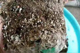 多肉上盆，修根，配土过程，分享新手一些经验！图片