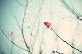 念旧的人活的总像个拾荒者，不动声色却满心澎湃图片