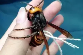 来自地狱的世界上个头最大的黄蜂——日本大黄蜂图片