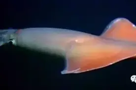 红色恶魔在水里横行无阻，连同类也捕杀——洪堡枪乌贼图片