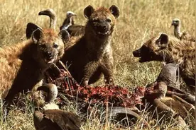 小土狼刚出生不久就被母亲遗弃，人类的出现给它带来了生存的希望图片