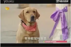 人狗情未了，狗狗讨花拜祭主人，感动的泪奔图片