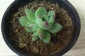 吉娃娃三年十八变，不是开挂区，依旧能开挂！图片